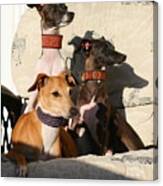Italian Greyhounds Canvas Print