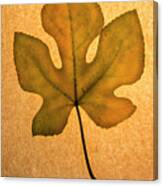 Italian Honey Fig Leaf 4 Canvas Print