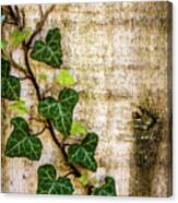 Ivy On The Fence Post Canvas Print