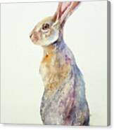Jack Rabbit Canvas Print
