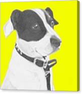 Jack Russell Crossbreed In Yellow Headshot Canvas Print