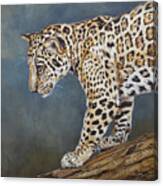 Jaguar Cub Canvas Print