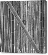 Japanese Bamboo Canvas Print