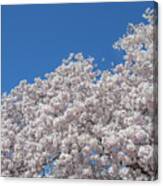 Japanese Cherry Tree Blossoms On The Tidal Basin Ds0081 Canvas Print