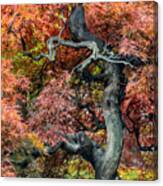 Japanese Maple - Aged To Perfection Canvas Print