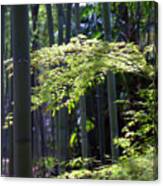 Japanese Maple In The Arashiyama Bamboo Grove Canvas Print