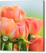 Jardin De Rosas Canvas Print