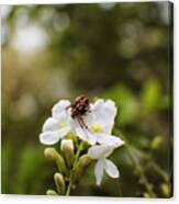 Jeepers Creepers In My Garden Canvas Print