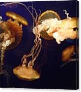 Jelly Fish Brown On Bbue Canvas Print
