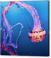 Jelly Fish Pacific Ocean California Canvas Print