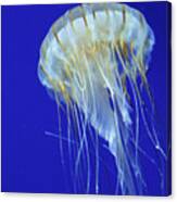 Jelly Fish Two Canvas Print