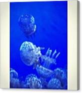 Jellyfishes #aquarium #water #iphone6 Canvas Print