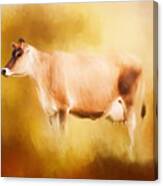 Jersey Cow In Field Canvas Print