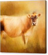 Jersey Cow  Canvas Print
