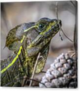 Jesus Lizard #2 Canvas Print