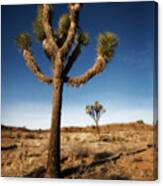 Joshua Tree 2 Canvas Print