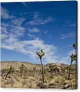 Joshua Tree Canvas Print