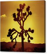 Joshua Tree Canvas Print