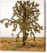 Joshua Trees In Desert Canvas Print