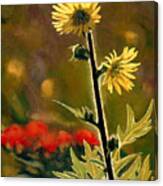 July Afternoon-compass Plant Canvas Print