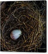 Junco Bird Nest And Egg Square Version Canvas Print