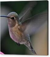 Juvenile Anna's Hummingbird Landing On Perch Canvas Print