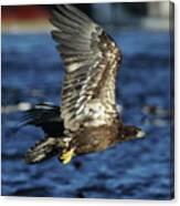Juvenile Bald Eagle Over Water Canvas Print
