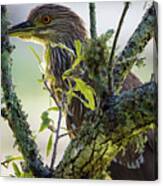 Juvenile Black Crown Night Heron On Alert Canvas Print