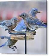 Juvenile Bluebirds Ii Canvas Print