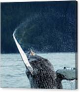 Juvenile Humpback Whale Breeches Canvas Print