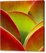 Kalanchoe Thyrsiflora Canvas Print