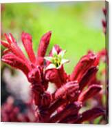 Kangaroo Paws Canvas Print