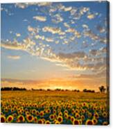 Kansas Sunflowers At Sunset Canvas Print