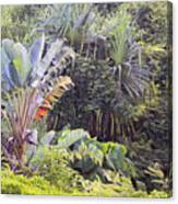 Kauai Jungle Canvas Print