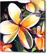 Kauai Rainbow Plumeria Canvas Print