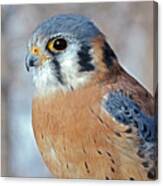 Kestrel's Eye Canvas Print