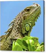 King Of The Hill. #iguanalife In Canvas Print
