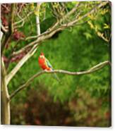 King Parrot Canvas Print