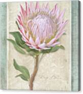King Protea Blossom - Vintage Style Botanical Floral 1 Canvas Print