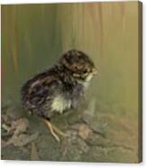 King Quail Chick Canvas Print