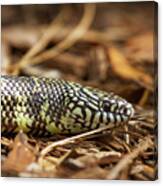 King Snake 1 Canvas Print