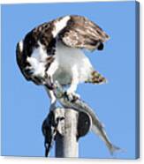 Kiss Of Death -- Osprey Eating A Jacksmelt In Morro Bay, California Canvas Print