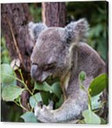 Koala At Lunch Canvas Print