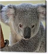 Koala Bear Canvas Print