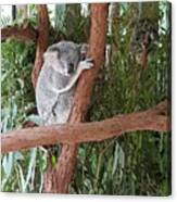 Koala Canvas Print