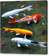 Koi Fish In A Shallow Pool Canvas Print