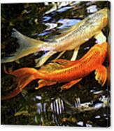 Koi Fish Swim In Synch Canvas Print