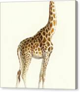 La Giraffe Canvas Print