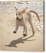 Labrador Jumping Canvas Print