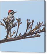 Ladder-backed Woodpecker 3682-033118-1cr Canvas Print
